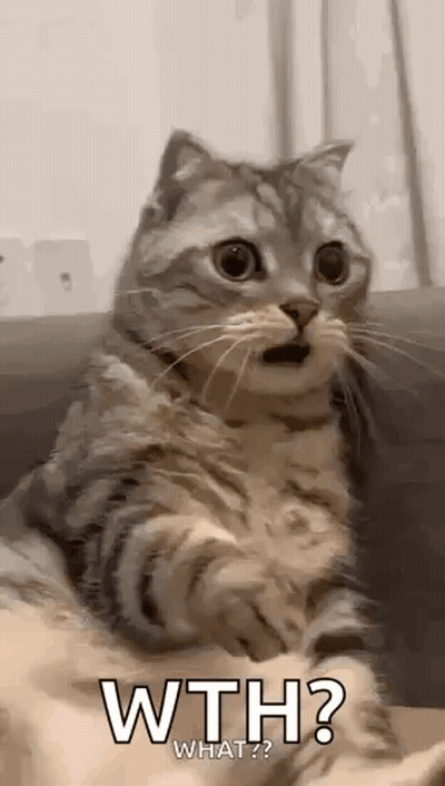 A Cat Is Sitting On A Couch With Its Mouth Open And Looking At The Camera . GIF