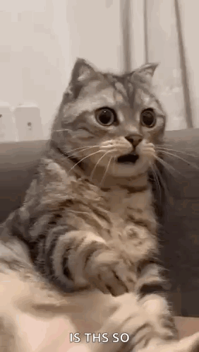 A Cat Is Sitting On A Couch With Its Mouth Open And Looking At The Camera . GIF