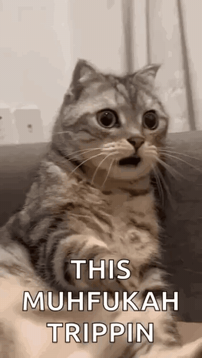 A Cat Is Sitting On A Couch With Its Mouth Open And Looking Surprised . GIF