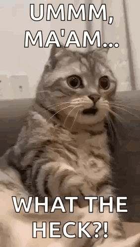 A Cat Is Sitting On A Couch With Its Mouth Open And Looking Surprised . GIF