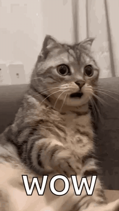A Cat Is Sitting On A Couch With Its Mouth Open And Looking Surprised . GIF