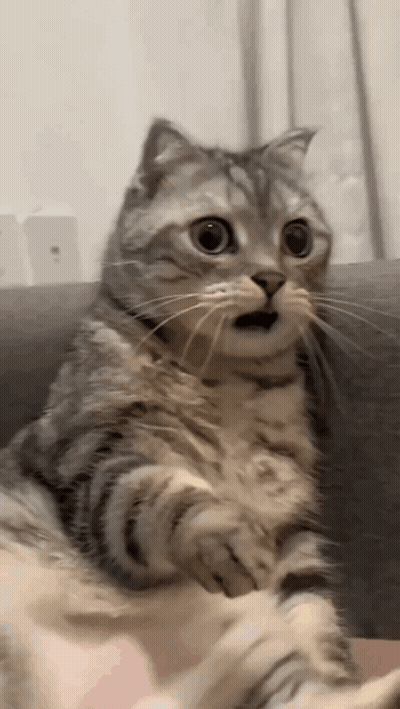 A Cat Is Sitting On A Couch With Its Mouth Open And Making A Surprised Face . GIF