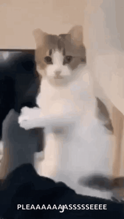 A Cat Is Sitting On A Couch With Its Paws Up . GIF