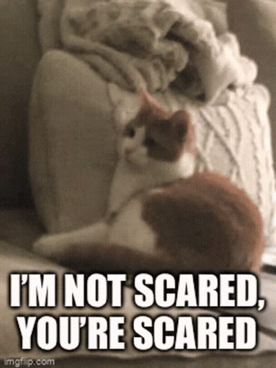 A Cat Is Sitting On A Couch With The Caption I 'M Not Scared You 'Re Scared . GIF