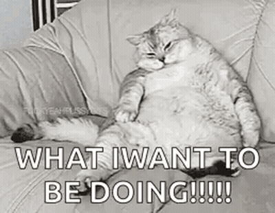 A Cat Is Sitting On A Couch With The Words `` What I Want To Be Doing '' Written On It . GIF