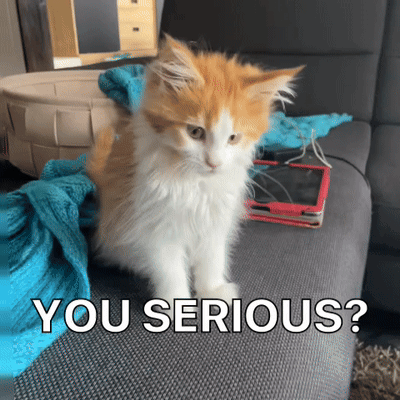 A Cat Is Sitting On A Couch With The Words " You Serious " Written Below It GIF