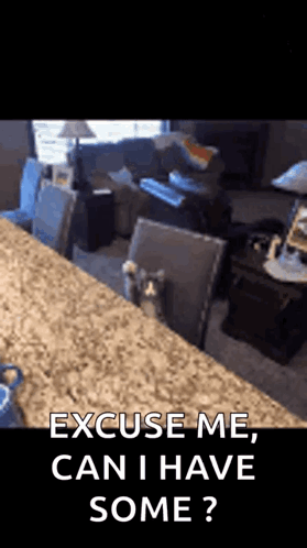 A Cat Is Sitting On A Counter In A Living Room And Asking If He Can Have Some . GIF