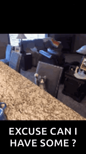 A Cat Is Sitting On A Counter In A Living Room With The Words " Excuse Can I Have Some " On The Bottom GIF