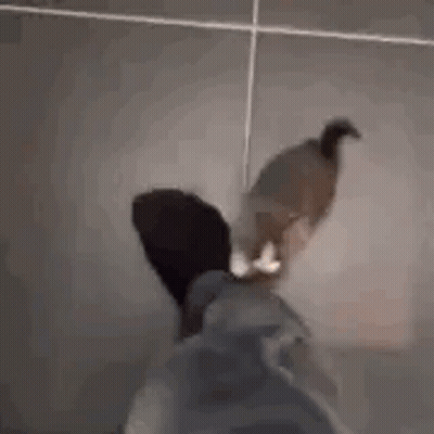 A Cat Is Sitting On A Person 'S Feet And Looking At The Camera . GIF