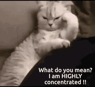 A Cat Is Sitting On A Person 'S Lap And Asking What Do You Mean I Am Highly Concentrated ! GIF