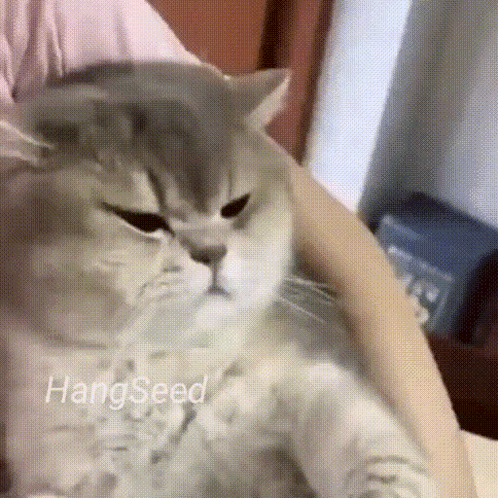 A Cat Is Sitting On A Person 'S Lap And Looking At The Camera With The Words Hangseed Above It . GIF