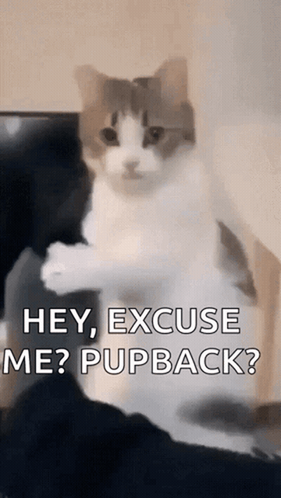 A Cat Is Sitting On A Person 'S Lap And Saying Hey Excuse Me ? Pupback ? GIF