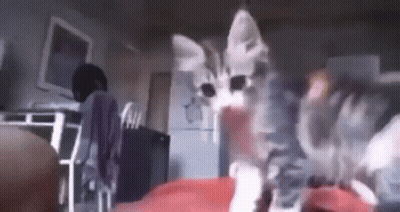 A Cat Is Sitting On A Person 'S Lap In A Room . GIF