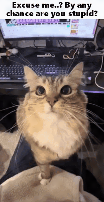 A Cat Is Sitting On A Person 'S Lap In Front Of A Computer Monitor And Keyboard . GIF