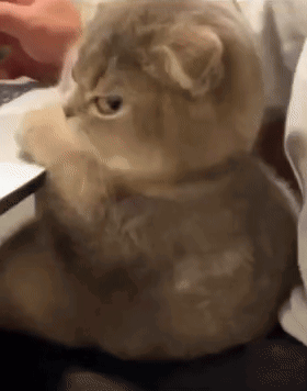 A Cat Is Sitting On A Person 'S Lap Looking At Something . GIF