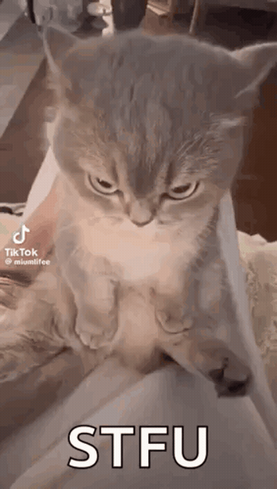 A Cat Is Sitting On A Person 'S Lap Looking At The Camera . GIF