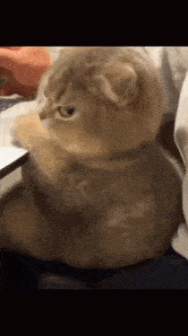 a cat is sitting on a person 's lap looking at the camera