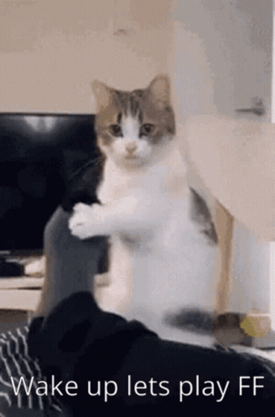 A Cat Is Sitting On A Person 'S Lap With The Words `` Wake Up Lets Play Ff '' Below It . GIF