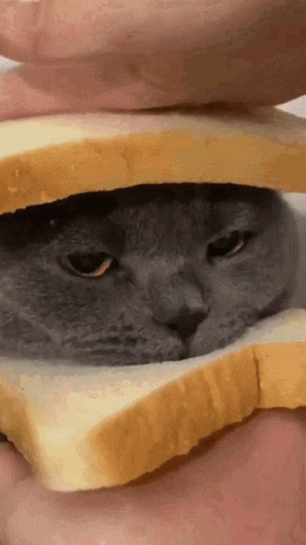 A Cat Is Sitting On A Piece Of Bread GIF