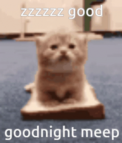 A Cat Is Sitting On A Piece Of Bread With The Words Goodnight Meep Written On It . GIF