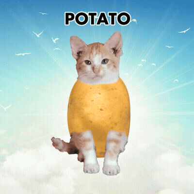 A Cat Is Sitting On A Potato With The Word Potato Written Above It GIF