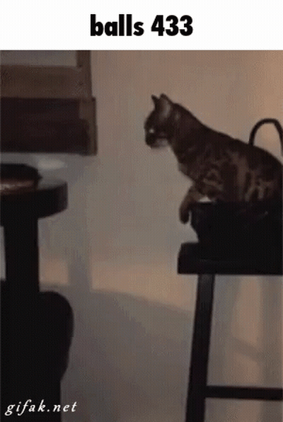 A Cat Is Sitting On A Stool With The Words Balls 433 On The Bottom GIF