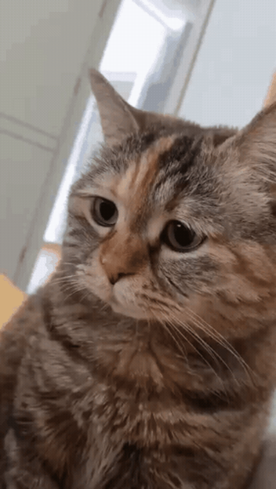 A Cat Is Sitting On A Table And Looking At The Camera . GIF