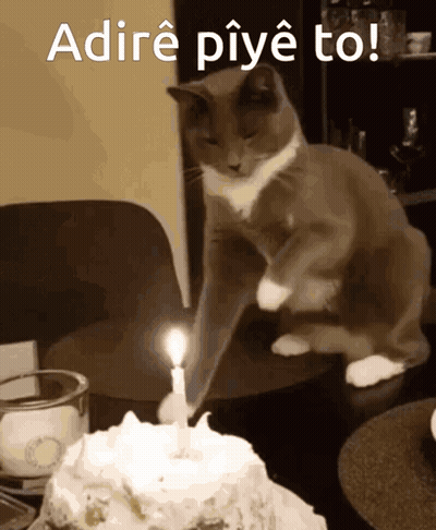 A Cat Is Sitting On A Table Next To A Birthday Cake With A Candle Lit GIF