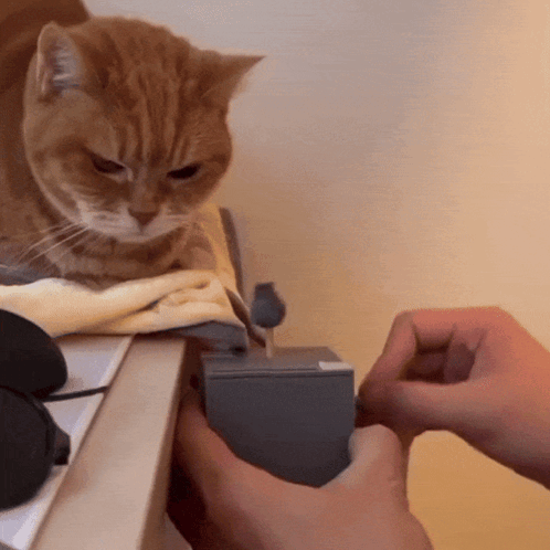A Cat Is Sitting On A Table Next To A Person Holding Something GIF