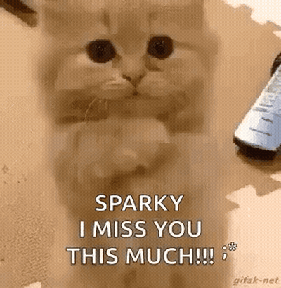 A Cat Is Sitting On A Table Next To A Remote Control And Saying `` Sparky I Miss You This Much ! '' GIF