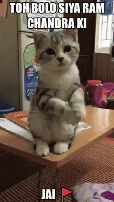 A Cat Is Sitting On A Table With A Caption That Says " Toh Bolo Siya Ram Chandra Ki Jai " GIF