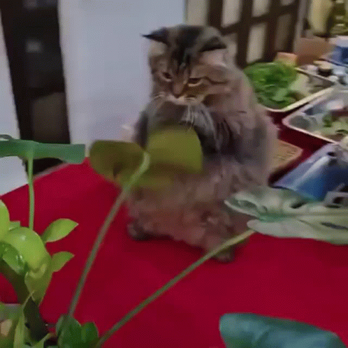 A Cat Is Sitting On A Table With A Plant In Front Of It GIF