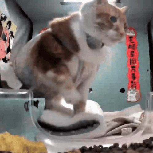 A Cat Is Sitting On A Table With Chinese Writing On The Wall GIF