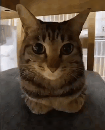 A Cat Is Sitting On A Table With Its Arms Crossed . GIF