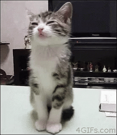 A Cat Is Sitting On A Table With Its Eyes Closed And A Tv In The Background . GIF