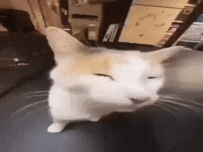 A Cat Is Sitting On A Table With Its Eyes Closed And Looking At The Camera . GIF