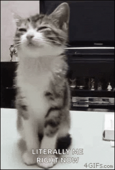 A Cat Is Sitting On A Table With Its Eyes Closed And The Words `` Literally Me Right Now '' . GIF