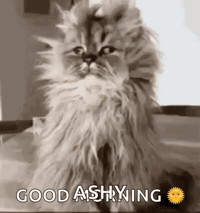 A Cat Is Sitting On A Table With The Words `` Good Afternoon '' Written On It . GIF