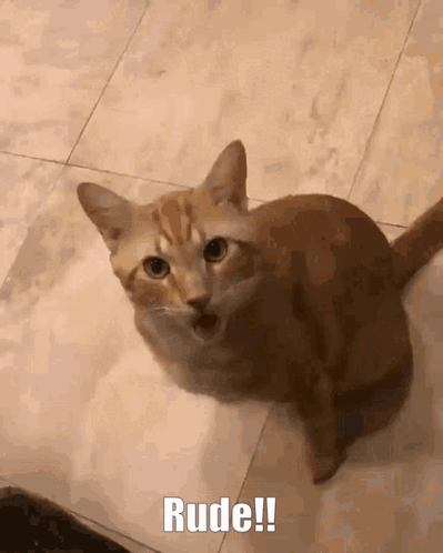 A Cat Is Sitting On A Tiled Floor And Looking At The Camera With The Caption Rude ! GIF