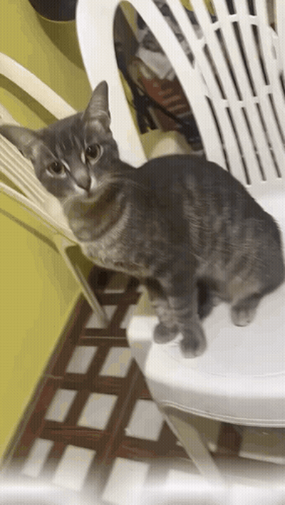 A Cat Is Sitting On A White Plastic Chair GIF