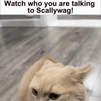 A Cat Is Sitting On A Wooden Floor With The Words `` Watch Who You Are Talking To Scallywag ! '' GIF