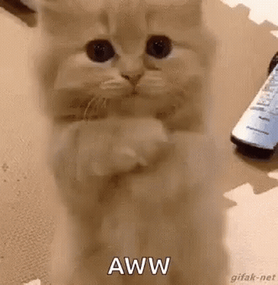 A Cat Is Sitting On Its Hind Legs And Looking At The Camera While A Remote Control Is In The Background . GIF