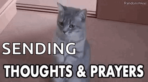 A Cat Is Sitting On Its Hind Legs In A Room With The Words `` Sending Thoughts And Prayers '' Written Above It . GIF