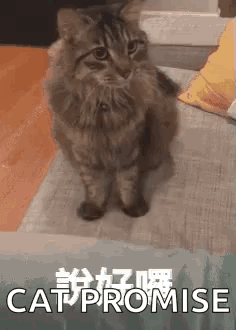 A Cat Is Sitting On Its Hind Legs On A Couch And Looking At The Camera . GIF