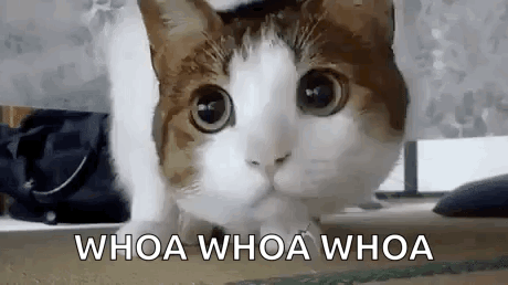 A Cat Is Sitting On The Floor And Looking At The Camera With The Words `` Whoa Whoa Whoa '' Written Below It . GIF