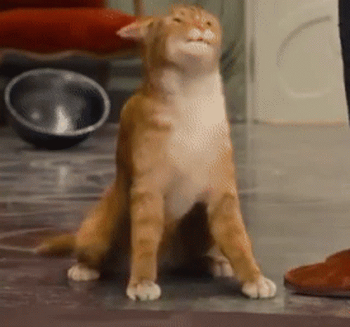 A Cat Is Sitting On The Floor And Looking Up At Something GIF