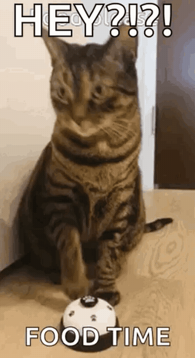 A Cat Is Sitting On The Floor Next To A Cupcake . GIF