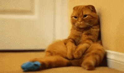 A Cat Is Sitting On The Floor With A Blue Sock On Its Paw . GIF