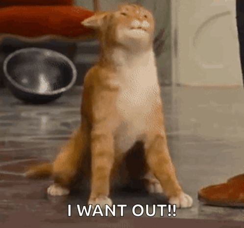 A Cat Is Sitting On The Floor With Its Eyes Closed And Says I Want Out GIF