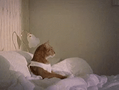 A Cat Is Sitting On Top Of A Bed With A White Shirt On . GIF